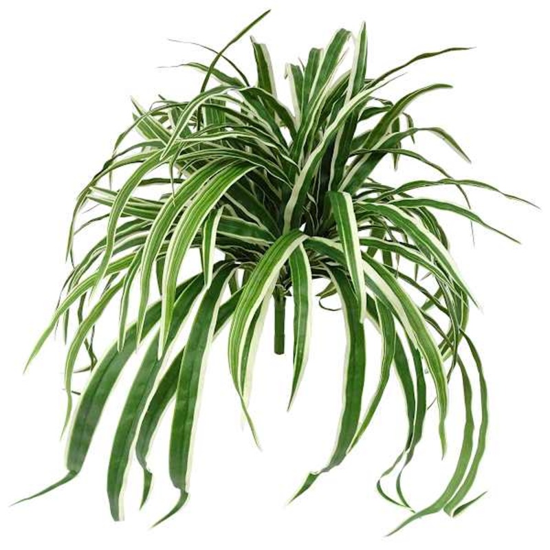 Spider Plant Bush, 26″