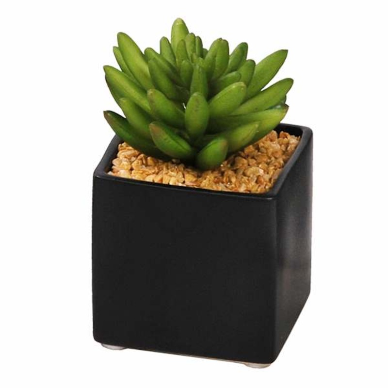 Succulent in Square Ceramic Pot, 4″