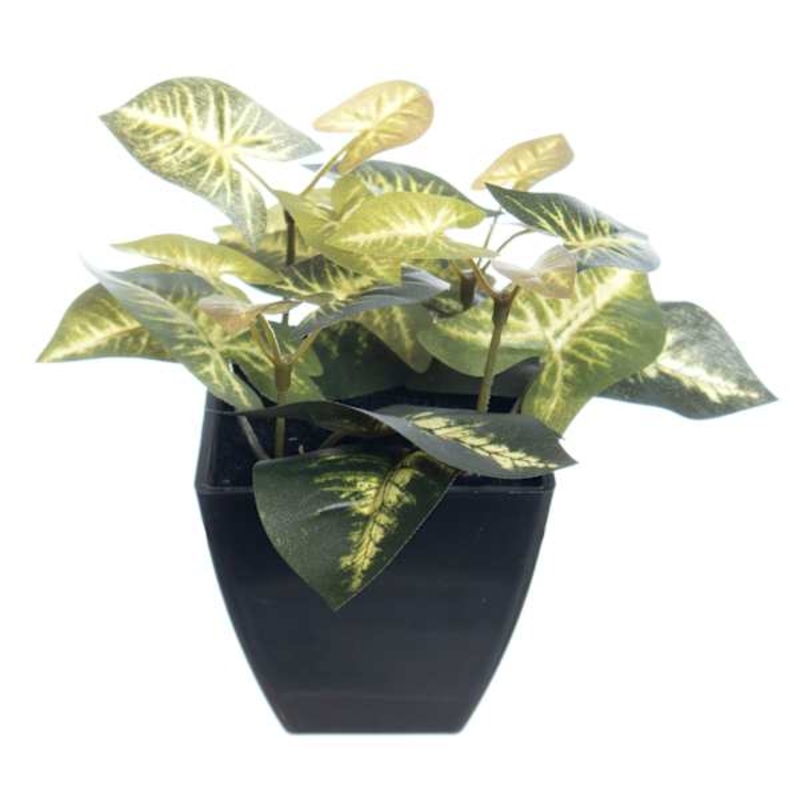 Syngonium Plant in Black Pot, 6.5″