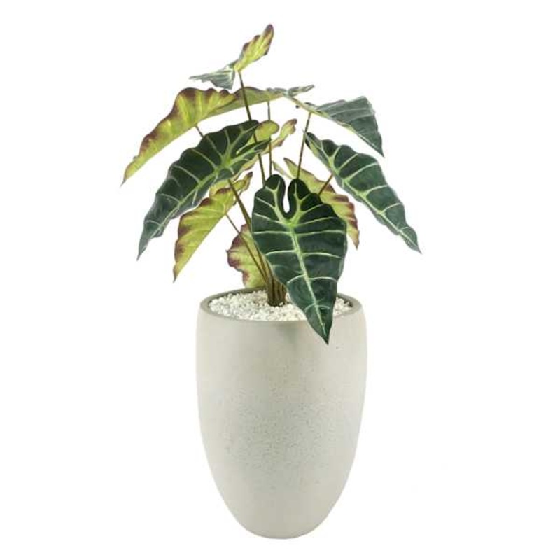 Tracey Boyd Alocasia in Pot, 29″
