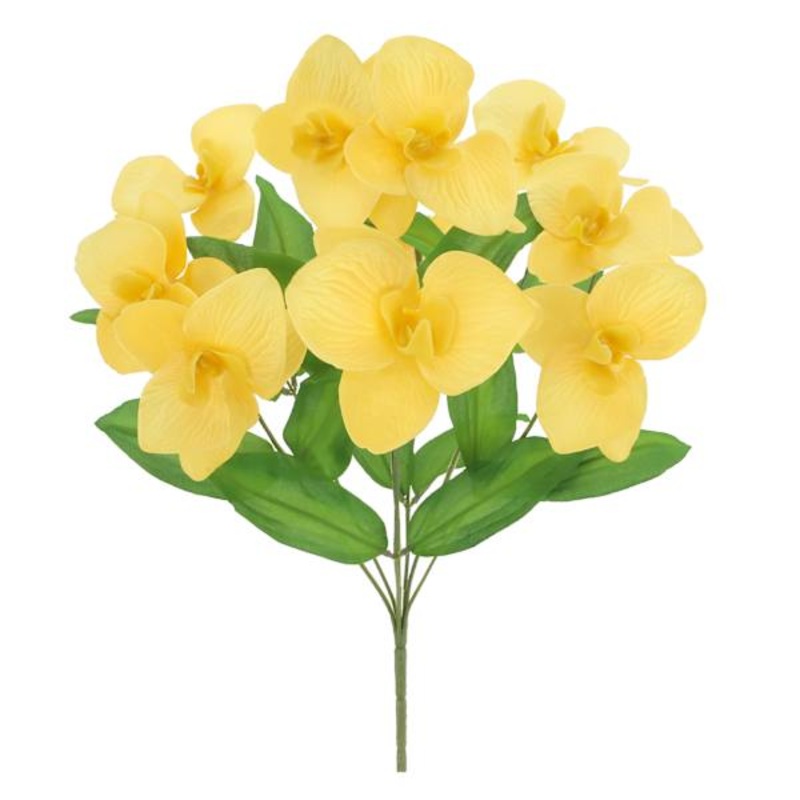 Yellow Orchid Bush, 18″