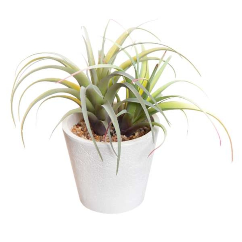 Air Plant in White Paper Pot, 6″
