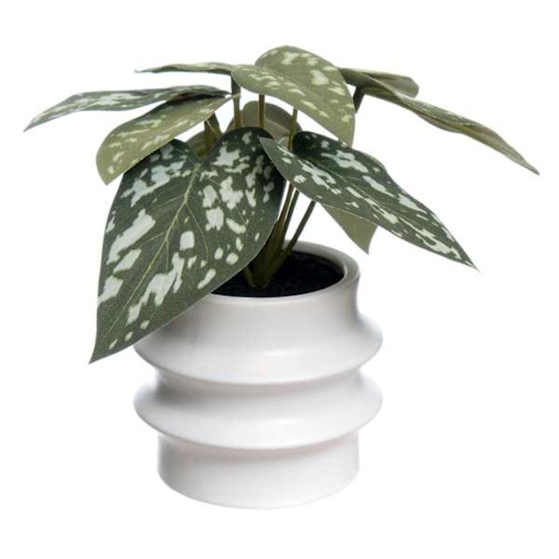 Begonia Leaf in Ceramic Pot, 7″