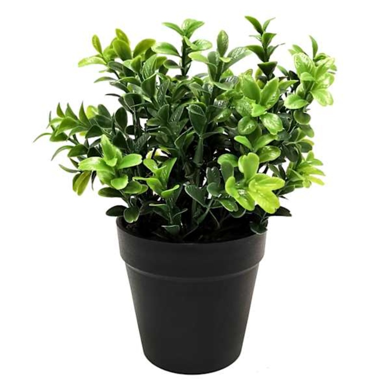 Boxwood Plant with Black Planter, 8″