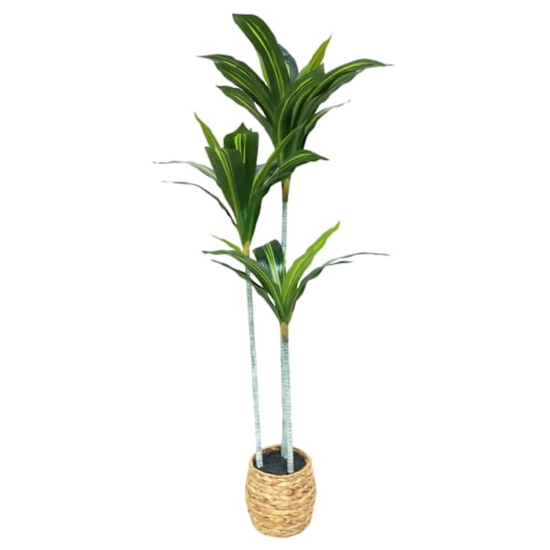 Dracena Tree in Basket, 4′