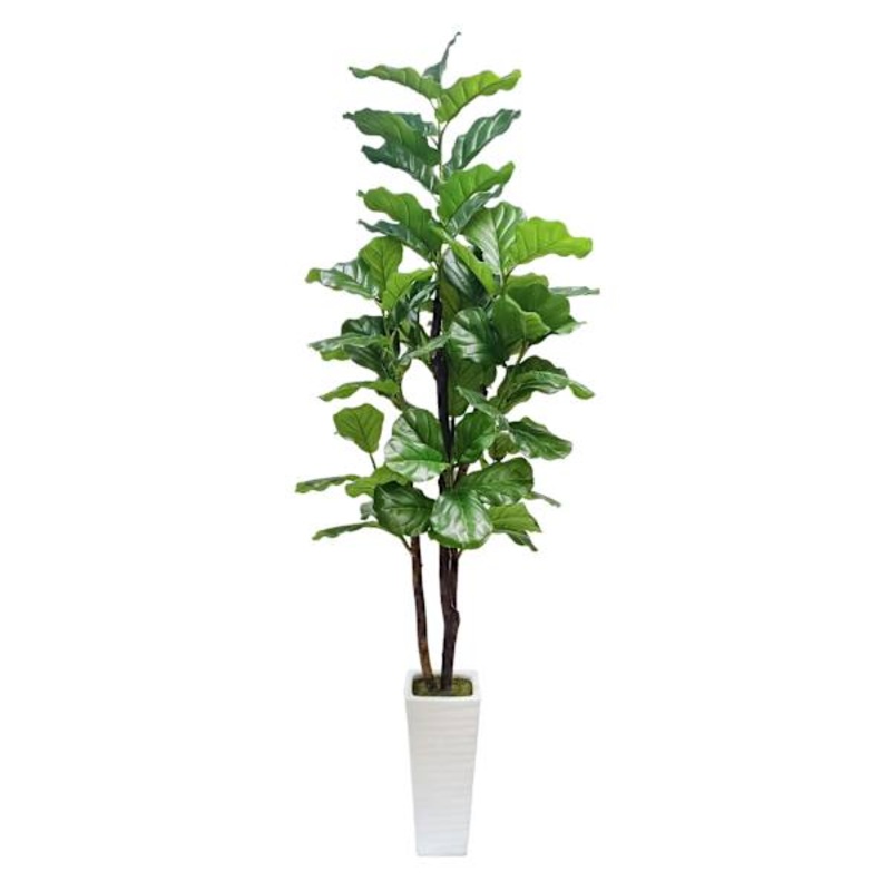 Fig Tree in White Square Pot, 7′