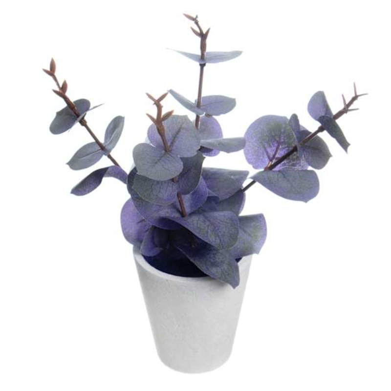 Honeybloom Purple Eucalyptus in Pot, 8″