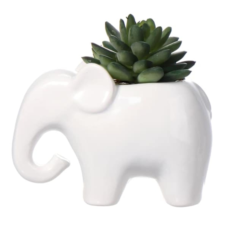 Mini Succulents in Ceramic Elephant Pot