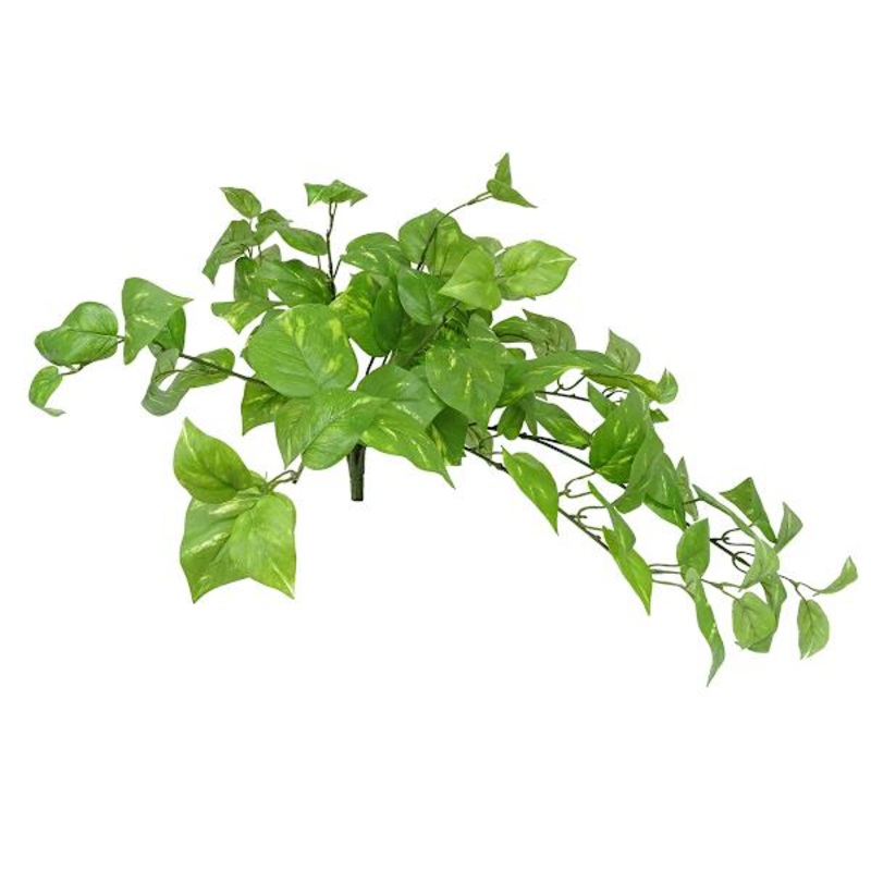 Pothos Hanging Bush, 26″