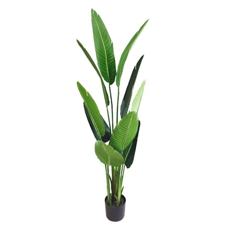 Potted Bird of Paradise Plant, 5′