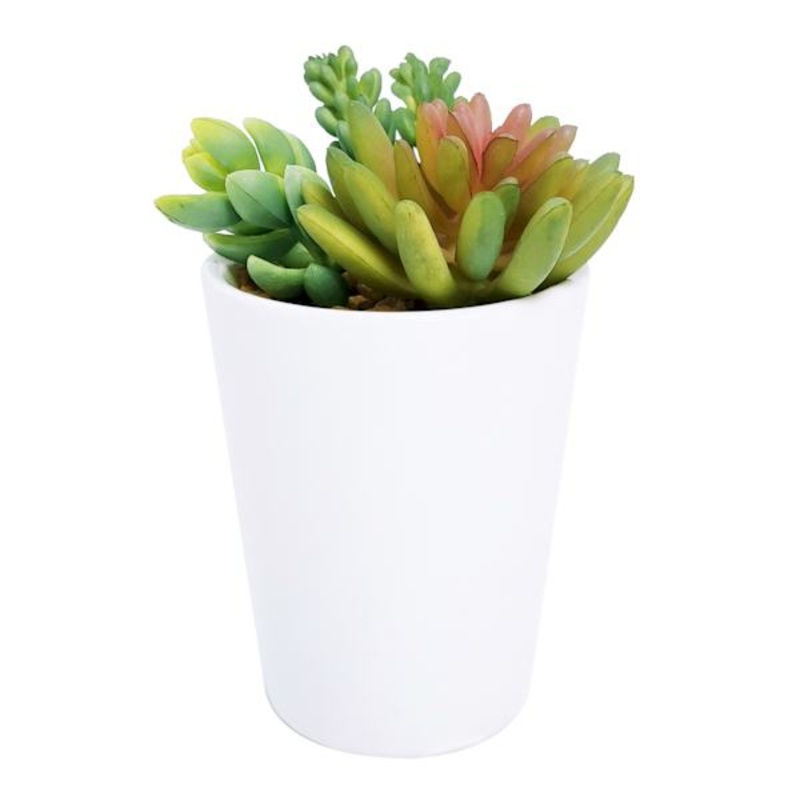 Succulent Mix with White Planter, 7″