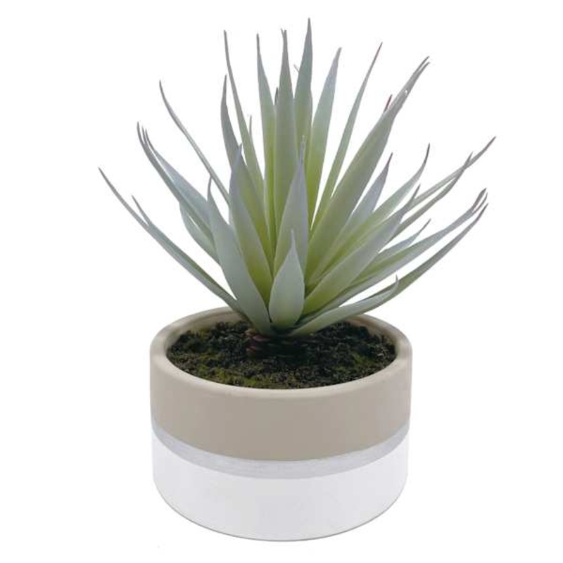 Sword Grass in Ceramic Pot, 8″
