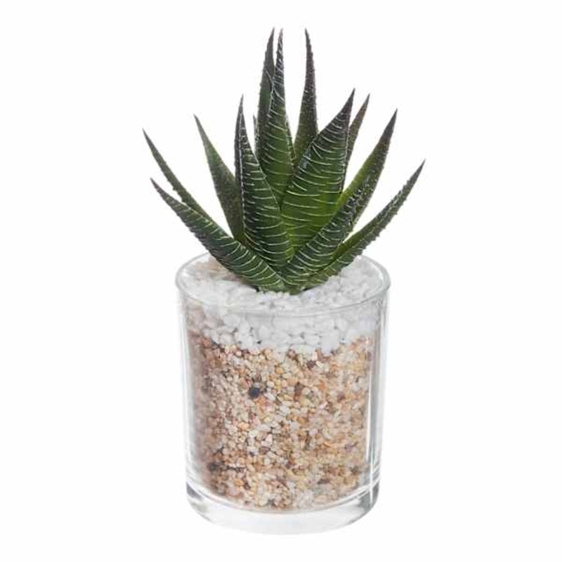 Aloe Plant with Glass Planter, 7″