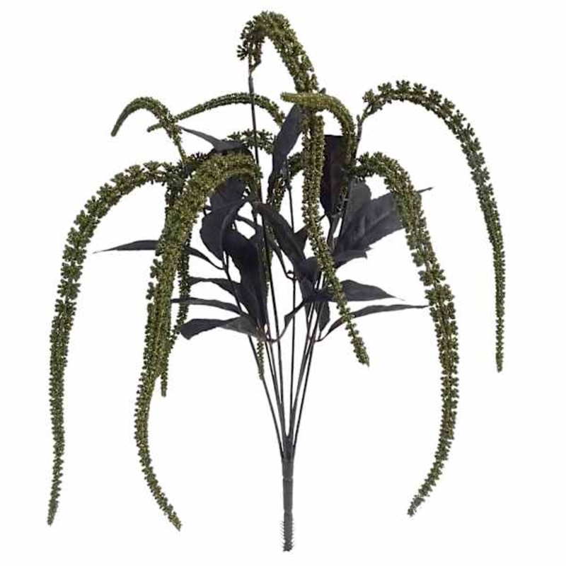 Amaranthus Bush | At Home