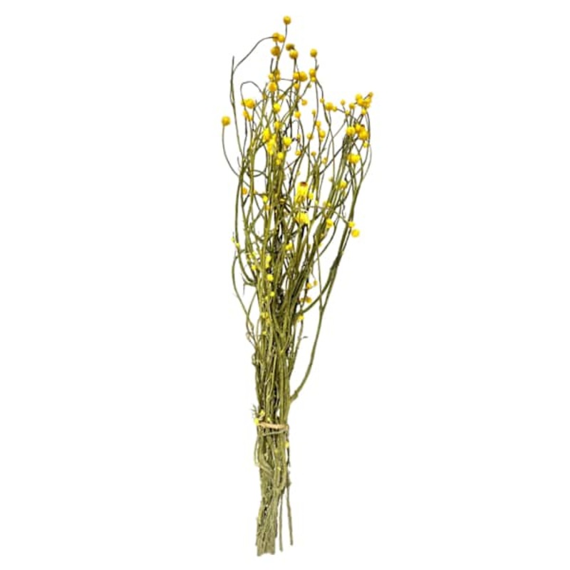 Dried Yellow Ammobium Bundle, 26″
