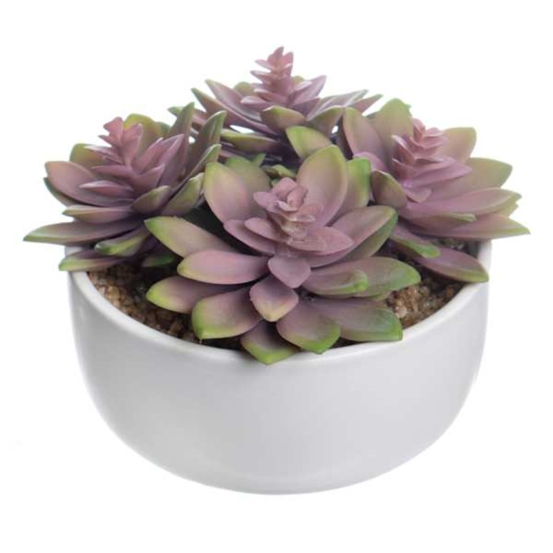 Honeybloom Purple Succulent in Ceramic Pot, 5″