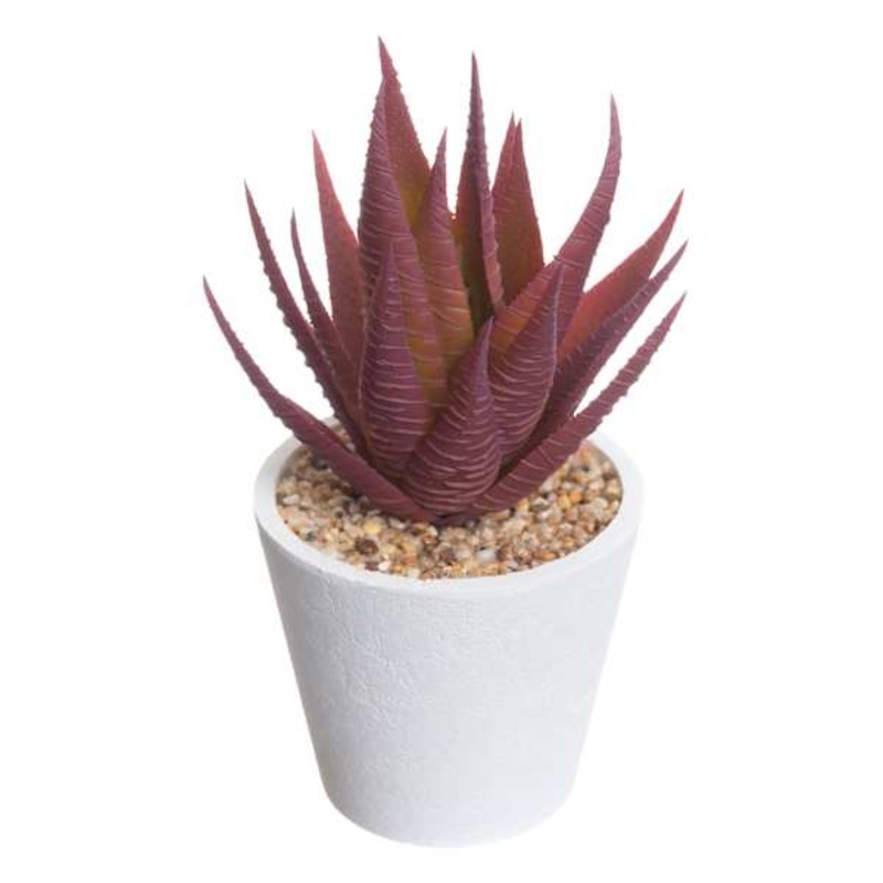 Honeybloom Red Aloe Plant in White Pot, 6″