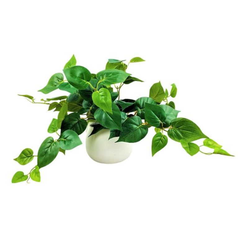 Philodendron Plant in White Pot, 12″