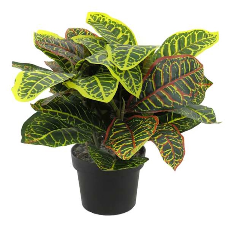 Potted Croton Plant, 17″
