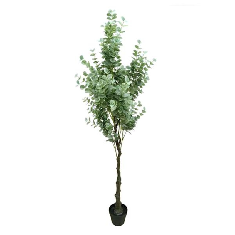 Potted Eucalyptus Tree, 6′