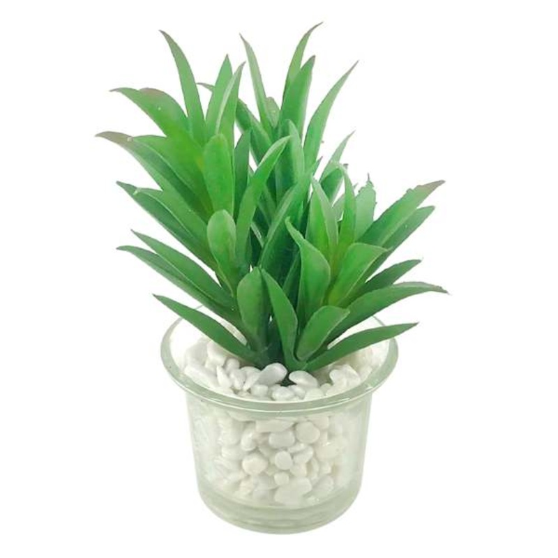 Spike Succulent in Glass Pot, 4.75″