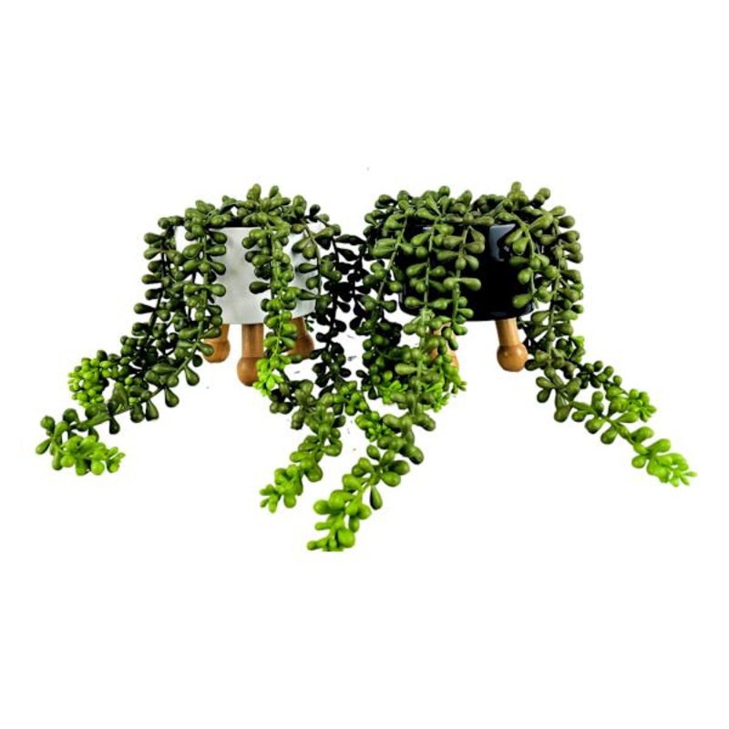 String of Pearls in Tripod Pot, 12″