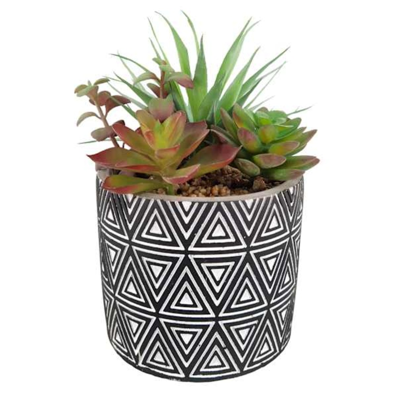Succulent Arrangement in Blue Cement Pot, 7.5″