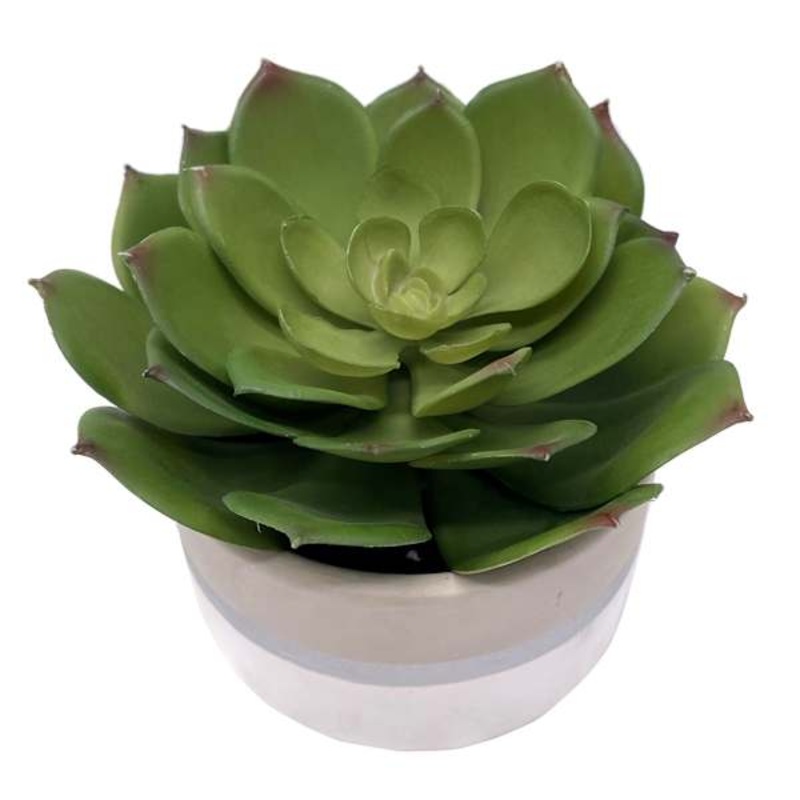 Succulent Lotus with White Ceramic Planter, 5″