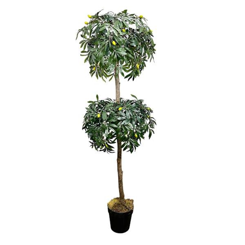 2-Ball Olive Tree Topiary, 5′