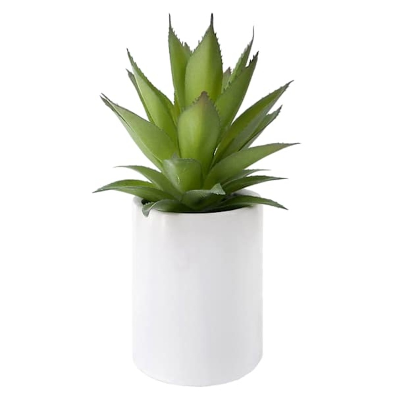 Agave Succulent in White Ceramic Pot, 9″