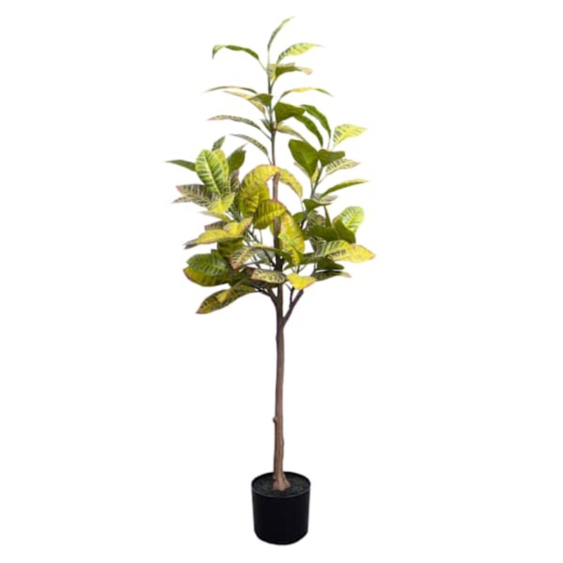 Croton Plant in Plastic Pot, 56″