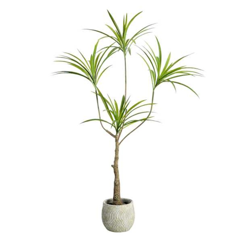 Dragon Tree in Cement Pot, 47″