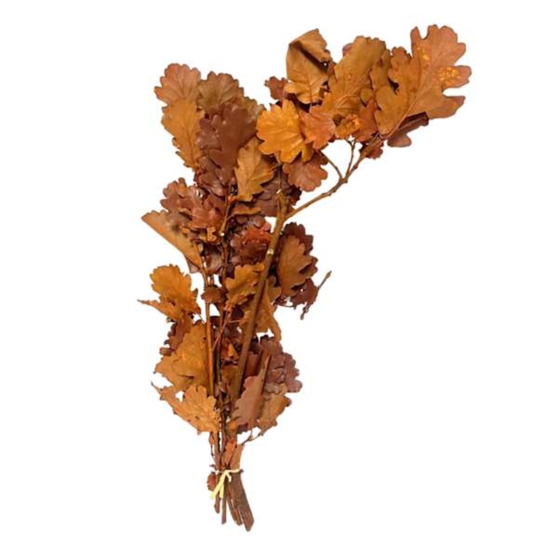 Dried Light Brown Oak Leaves Bundle
