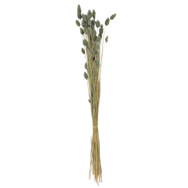 Dried Slate Blue Phalaris Stem Bundle, 28″