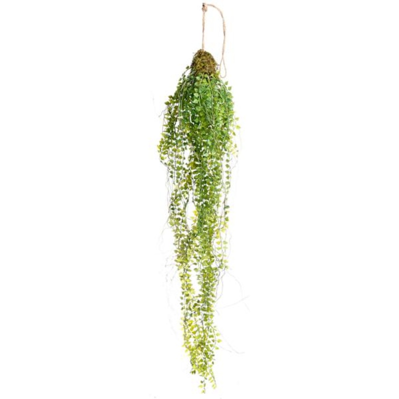 Hanging Button Fern, 29″