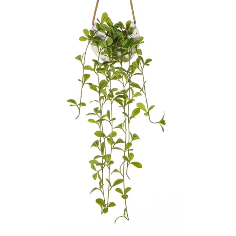 Hanging Plants In Moon Ceramic Pot