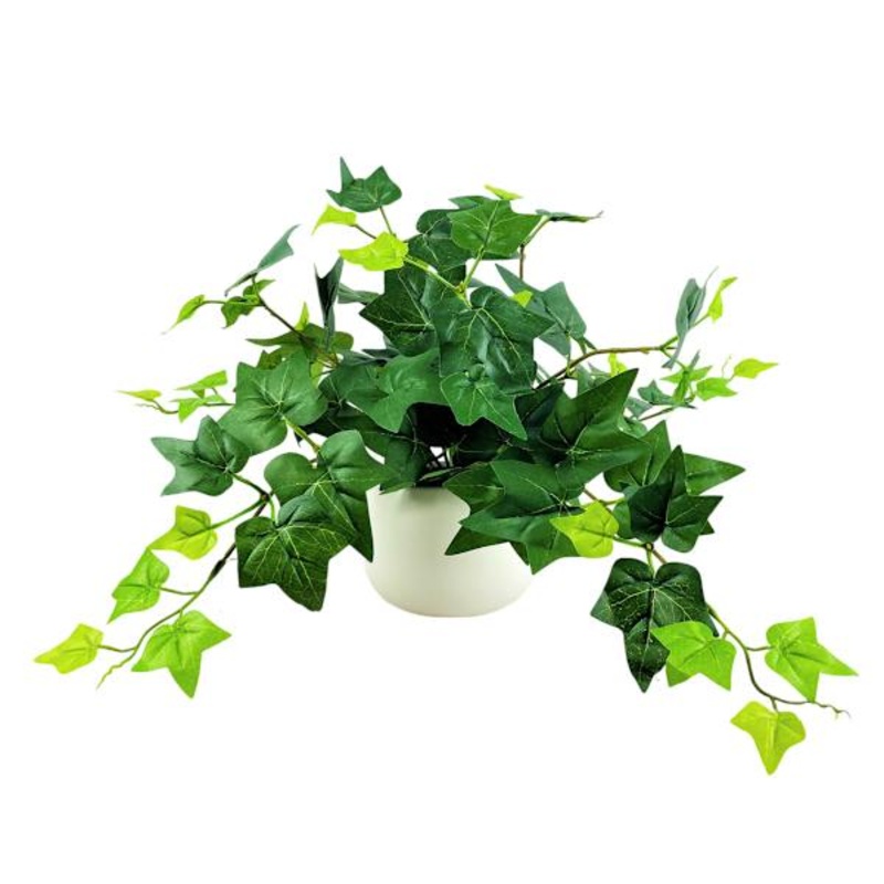 Ivy in White Pot, 12″