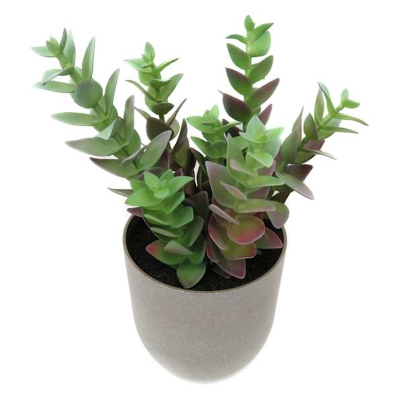 Jade Plant in Grey Plastic Pot, 10″