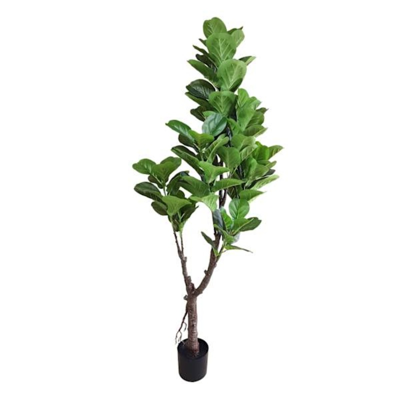 Potted Fig Tree, 6′
