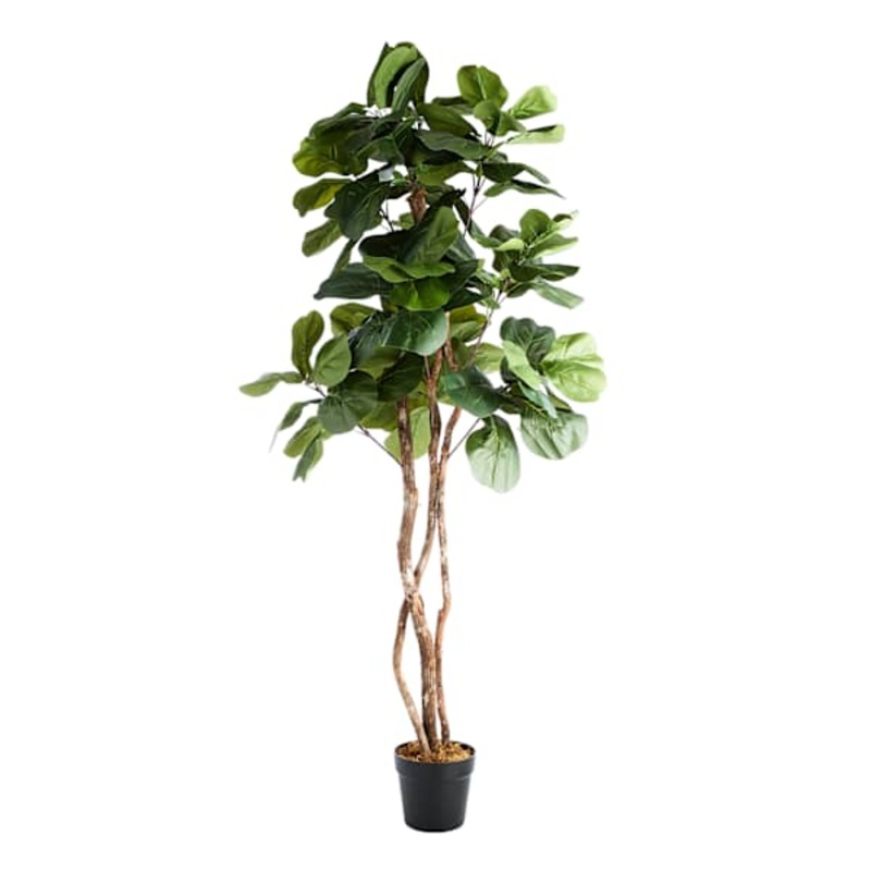 Real-Bark Fig Tree in Black Pot, 6′