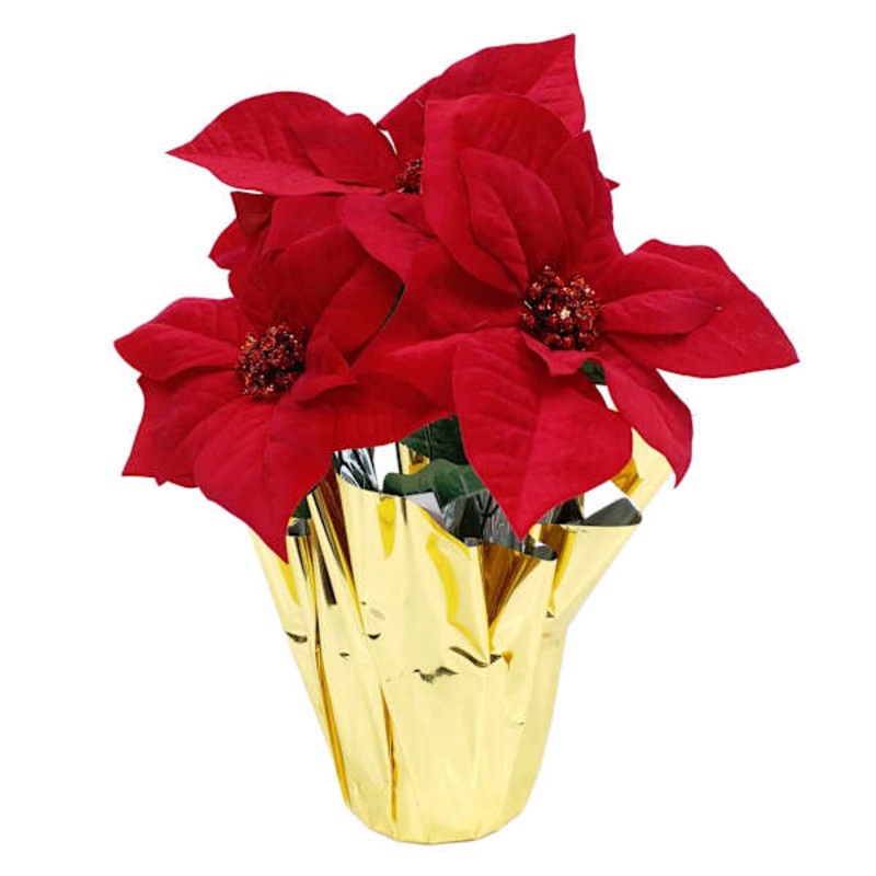 Red Poinsettias in Gold Foil Pot | At Home