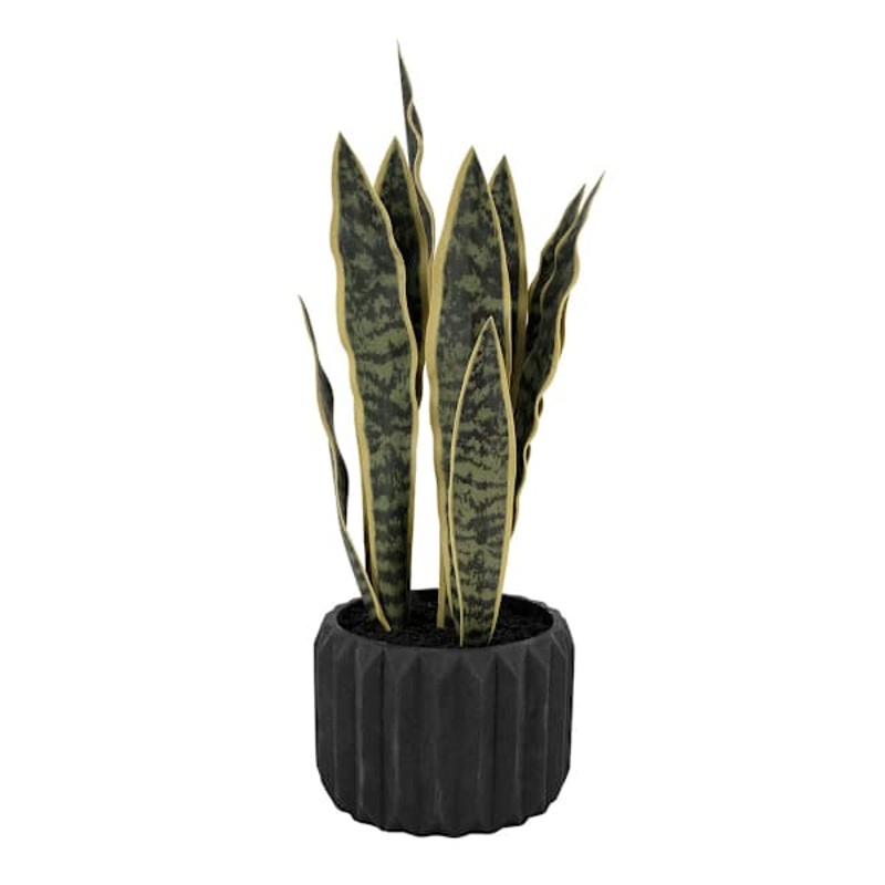 Snake Plant in Black Cement Pot, 20″