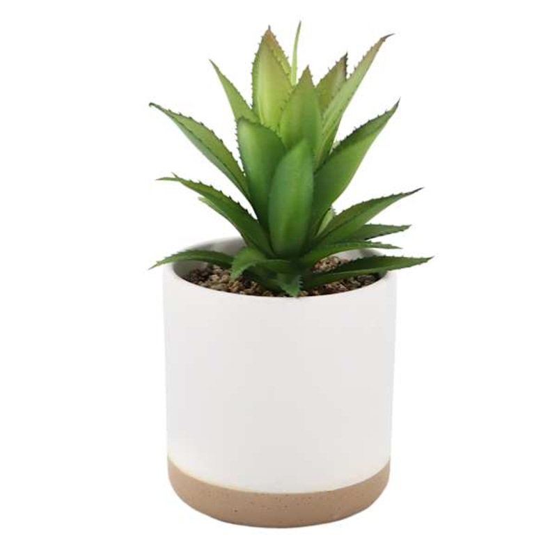 Succulent with Ceramic Planter, 7.5″
