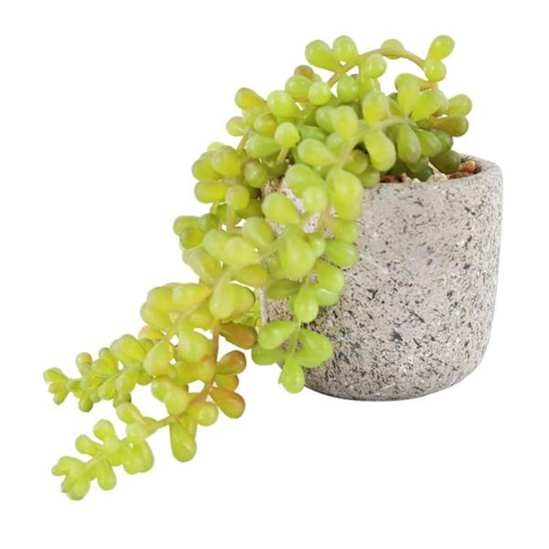 Succulents in Cement Pot, 4″