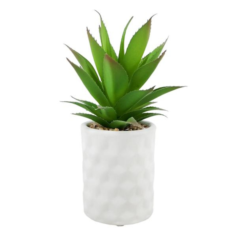 Tracey Boyd Succulent in White Pot, 7.5″