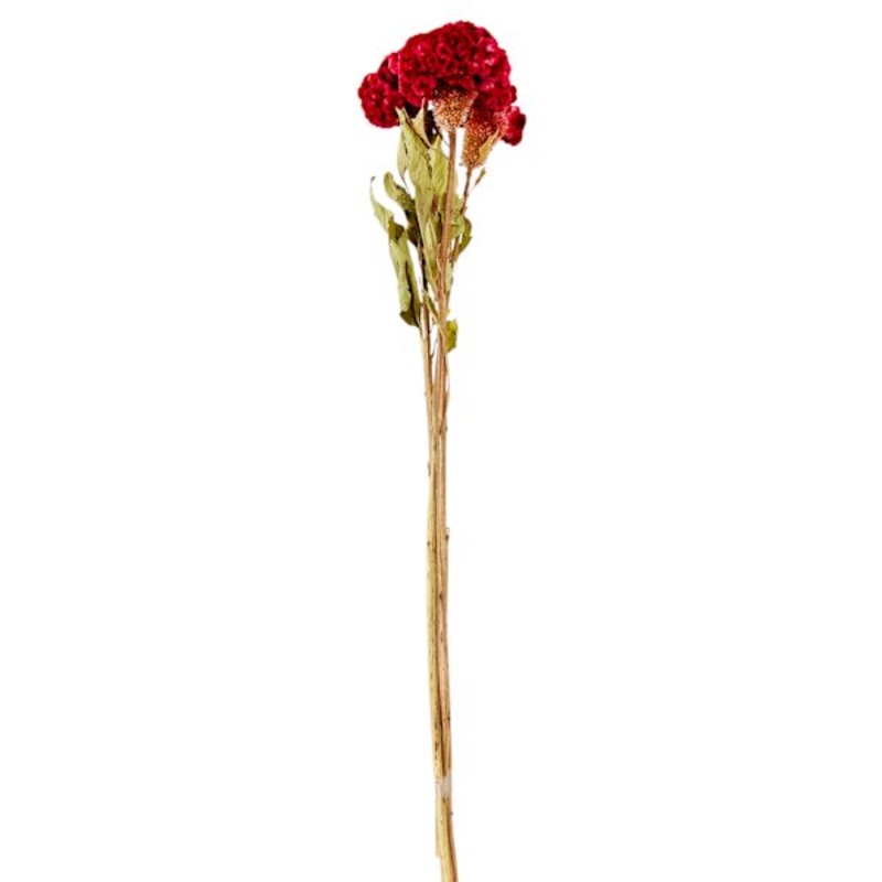 Willow Crossley 3-Stem Red Celosia Bunch, 24″