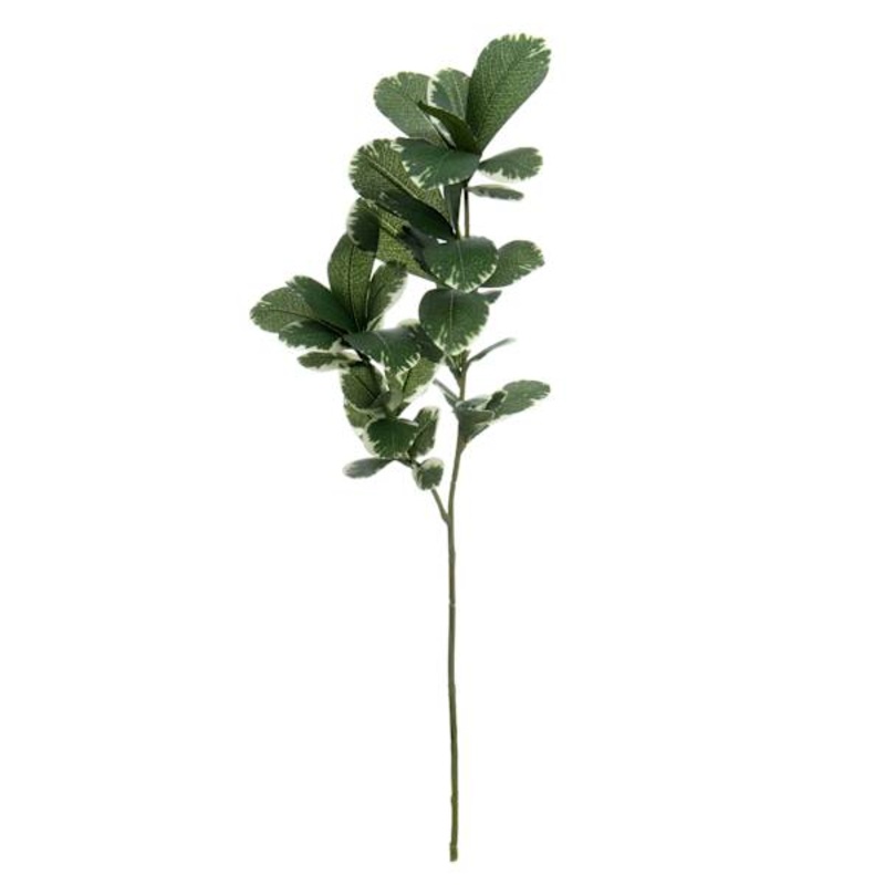 Willow Crossley Pittosporum Spray, 26″