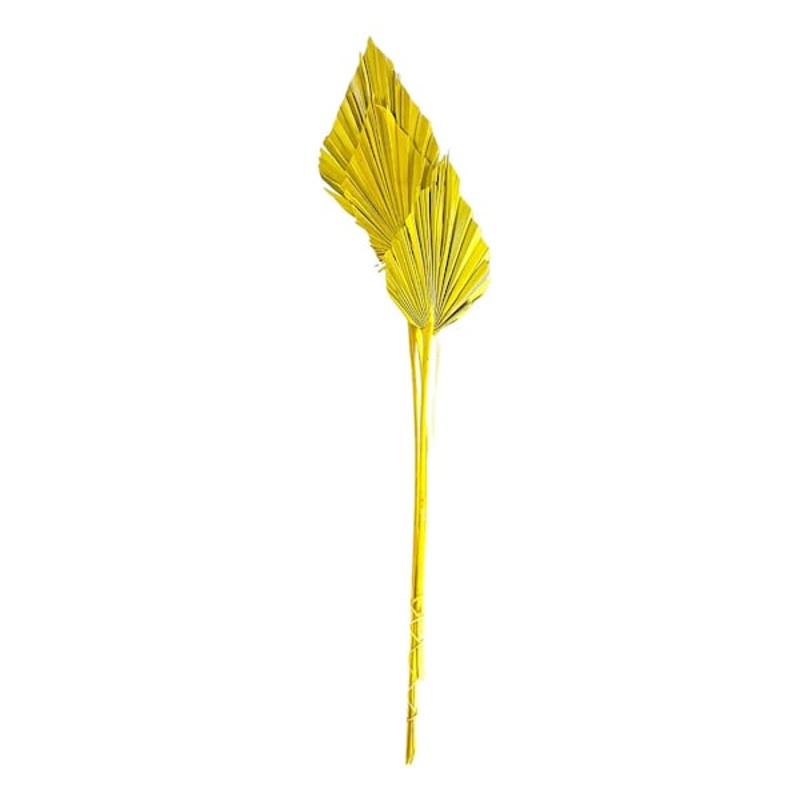 Yellow Palm Spear, 19″