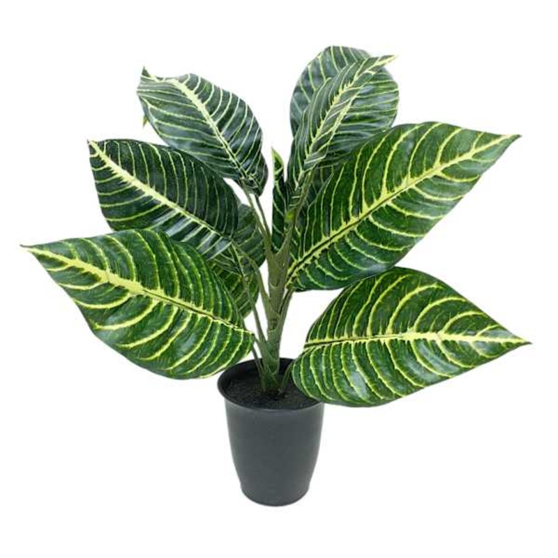 Zebra Plant in Black Pot, 14″