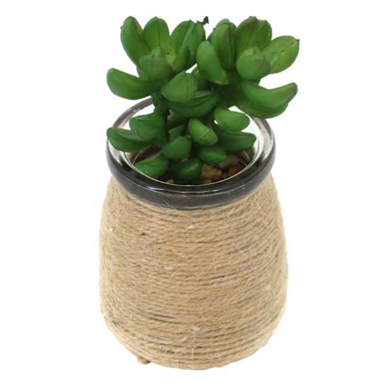 Donkey Tail in Glass Vases, 4.5″